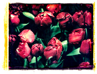 Polaroid Trasnfers.--10