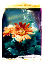 Polaroid Transfers.